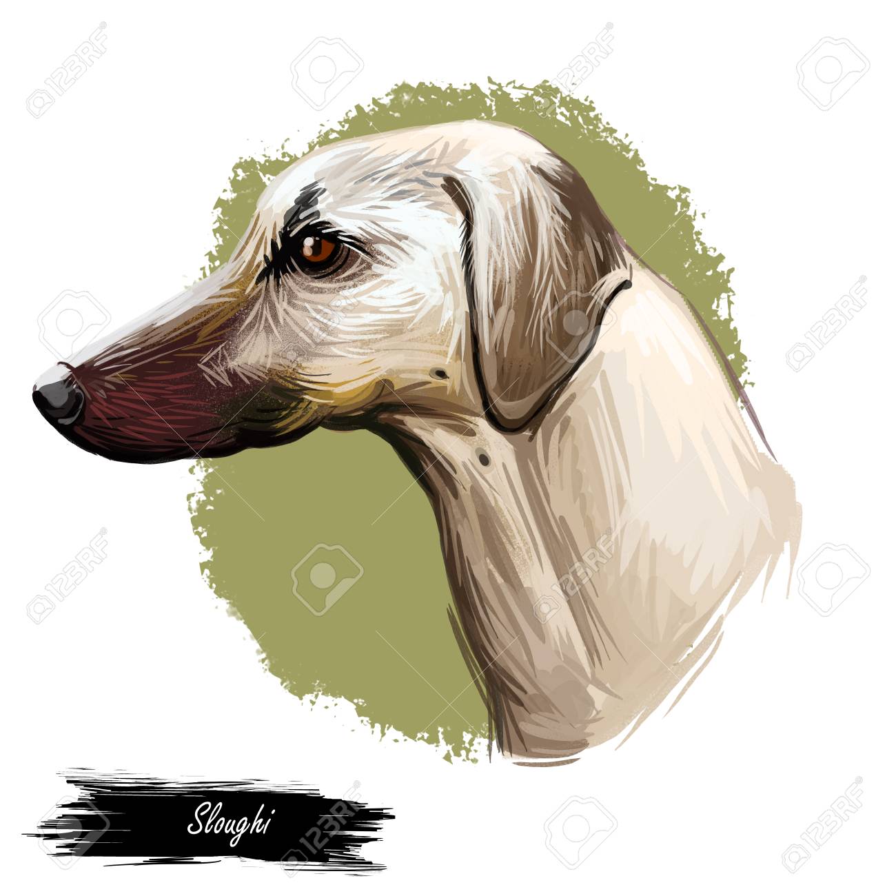 Sloughi Dog Hound Originated From Africa Digital Art Watercolor