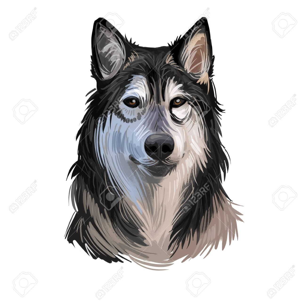 wolf and siberian husky