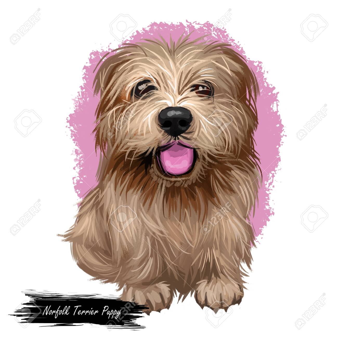 Norfolk Terrier Puppy British Breed Of Dog Digital Art Smallest Stock Photo Picture And Royalty Free Image Image