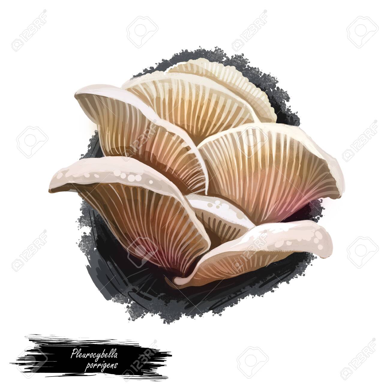 Pleurocybella Porrigens Mushroom Digital Art Illustration Angel