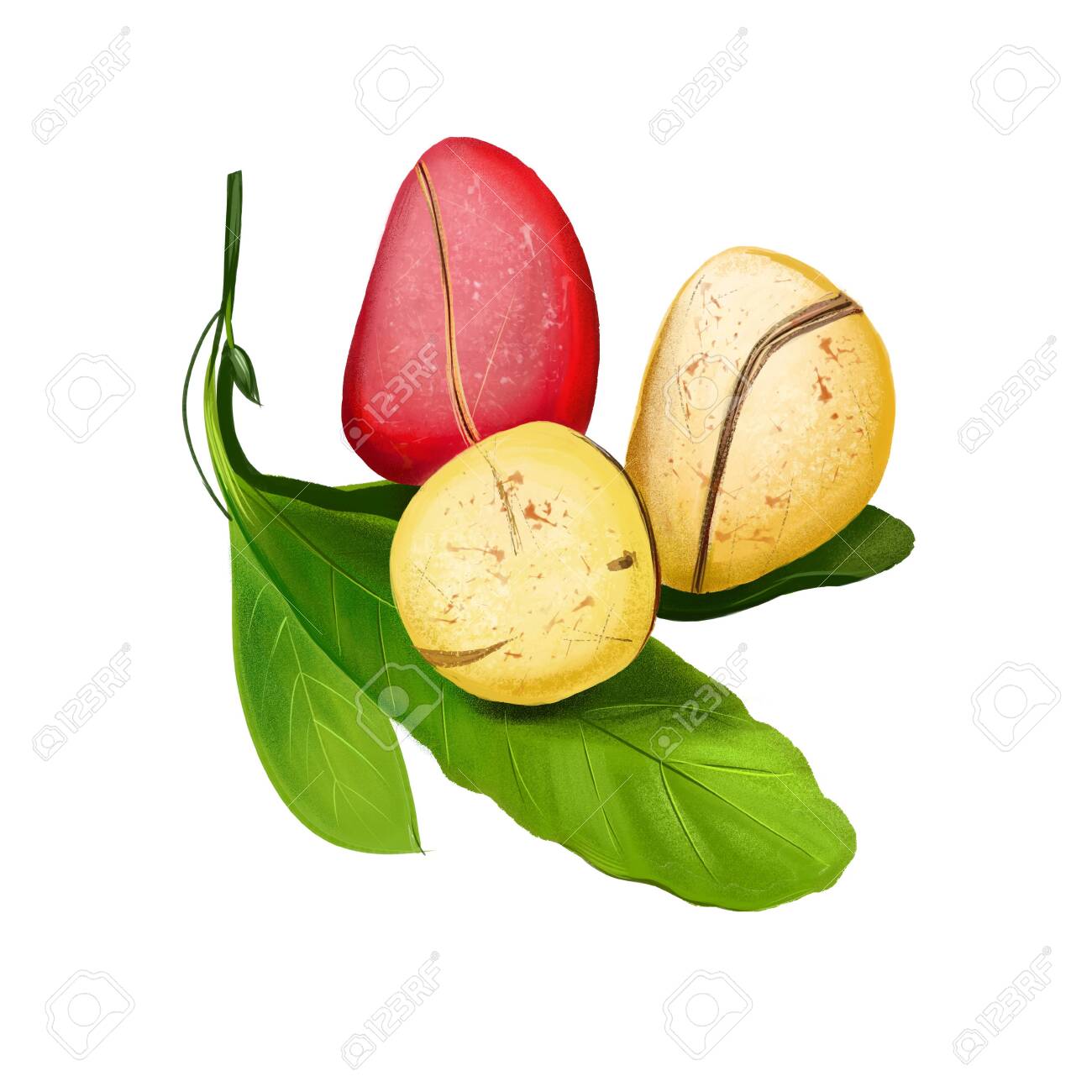 Kola Nut Fruits With Leaves Illustration Isolated On White. Drawing Of Kola  Nut, Natural Stimulant, Coke Ingredient, Botanic. Kola Tree.  Caffeine-containing Nut. Used Ceremonially. Digital Art Stock Photo,  Picture and Royalty Free, image size:1300x1300