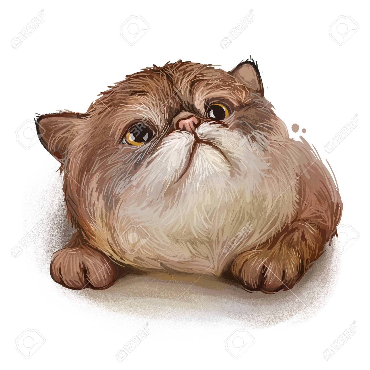 分離されたエキゾチックショートヘアの子猫。ペルシャ猫、手描き