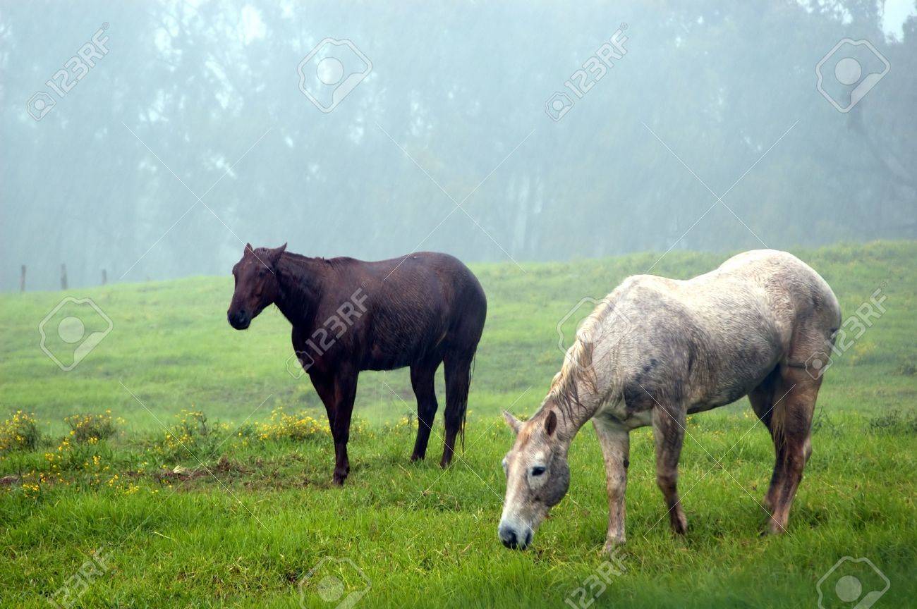 Two Horses Gazing Tirelessly During A Heavy Rain Stock Photo Picture And Royalty Free Image Image 660953
