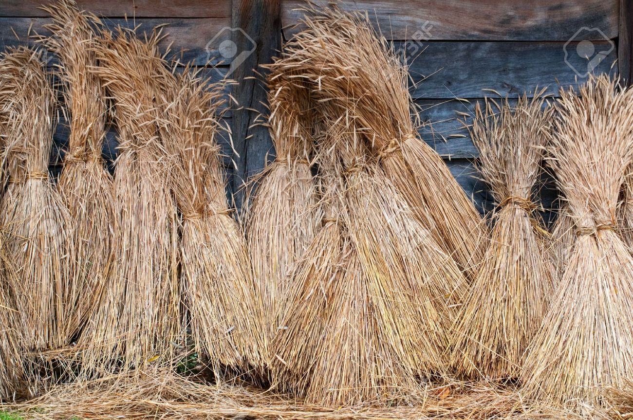 снопы в единственном числе. сноп пшеницы. сноп снопы. снопы в единственном числе. сноп пшеницы.