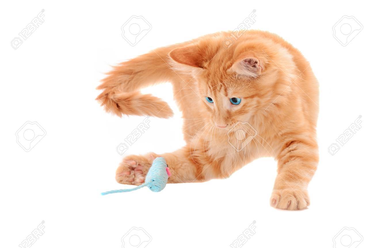 ginger tabby cat toy