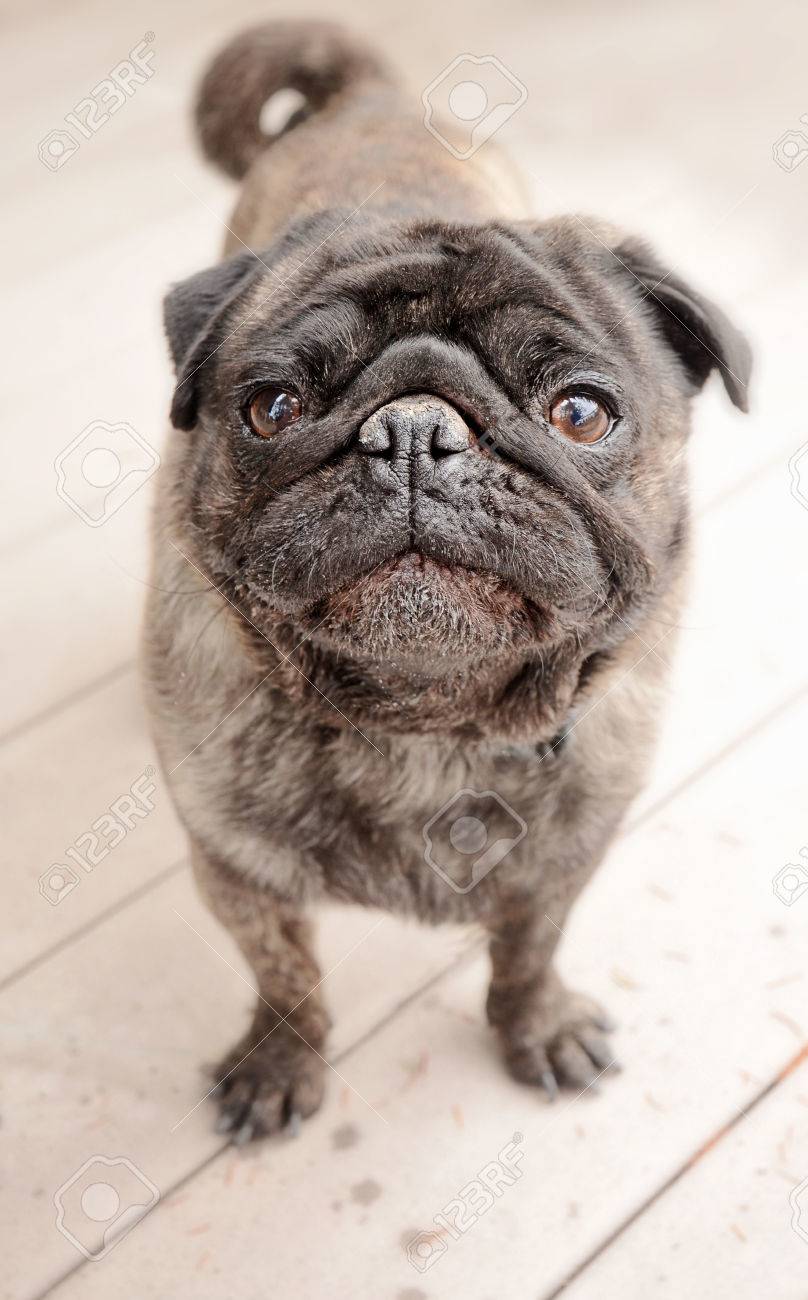 かわいいブリンドル色パグの外に立って の写真素材 画像素材 Image