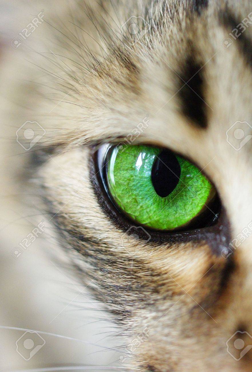Cat's Eye Green Macro Stock Photo 