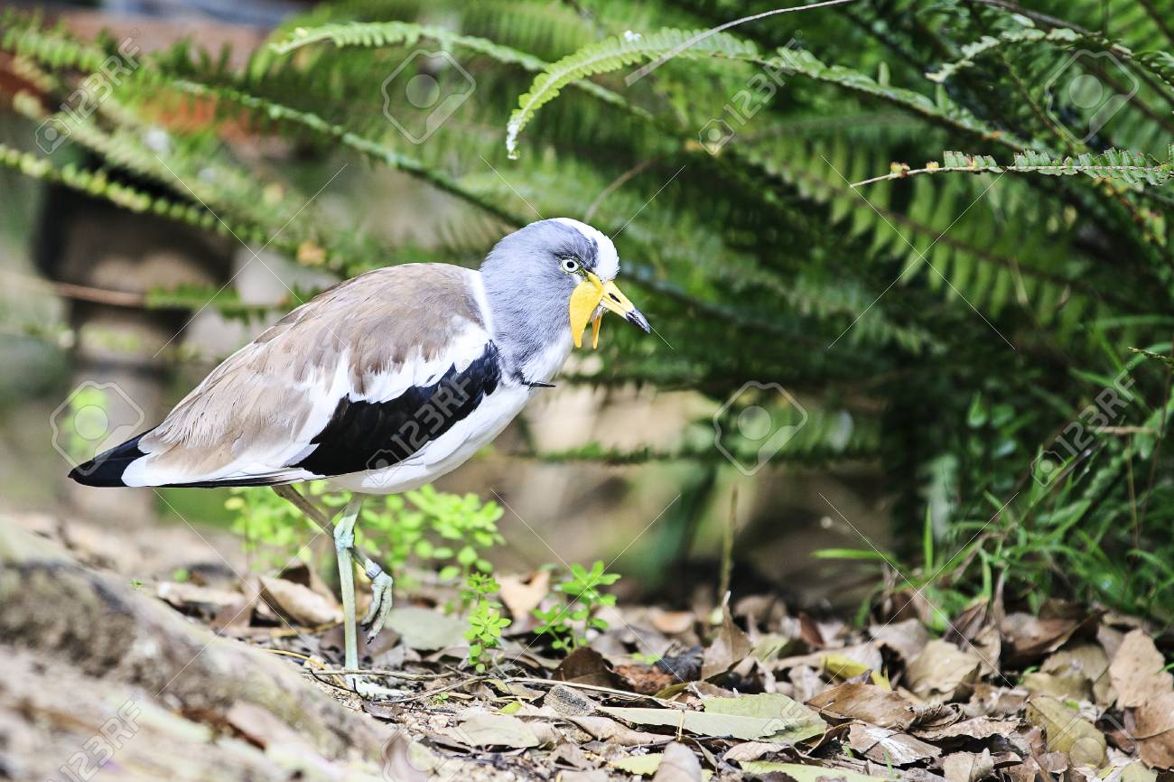 etiam-dictum-ipsum-a-felis