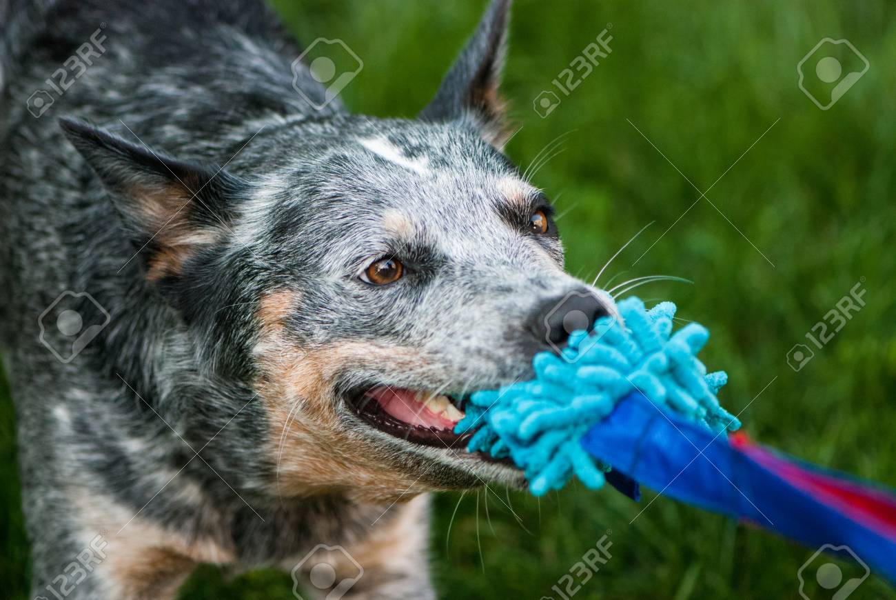 toy blue heeler
