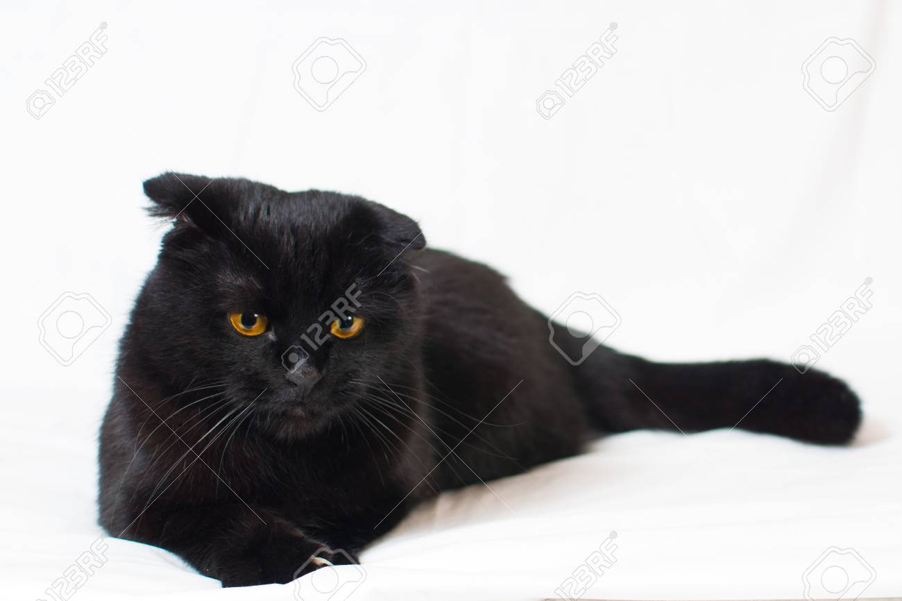 若い黒スコティッシュ スコティッシュフォールド猫の肖像画 の写真素材 画像素材 Image 若い黒スコティッシュ スコティッシュフォールド猫の肖像画 の写真素材 画像素材 Image