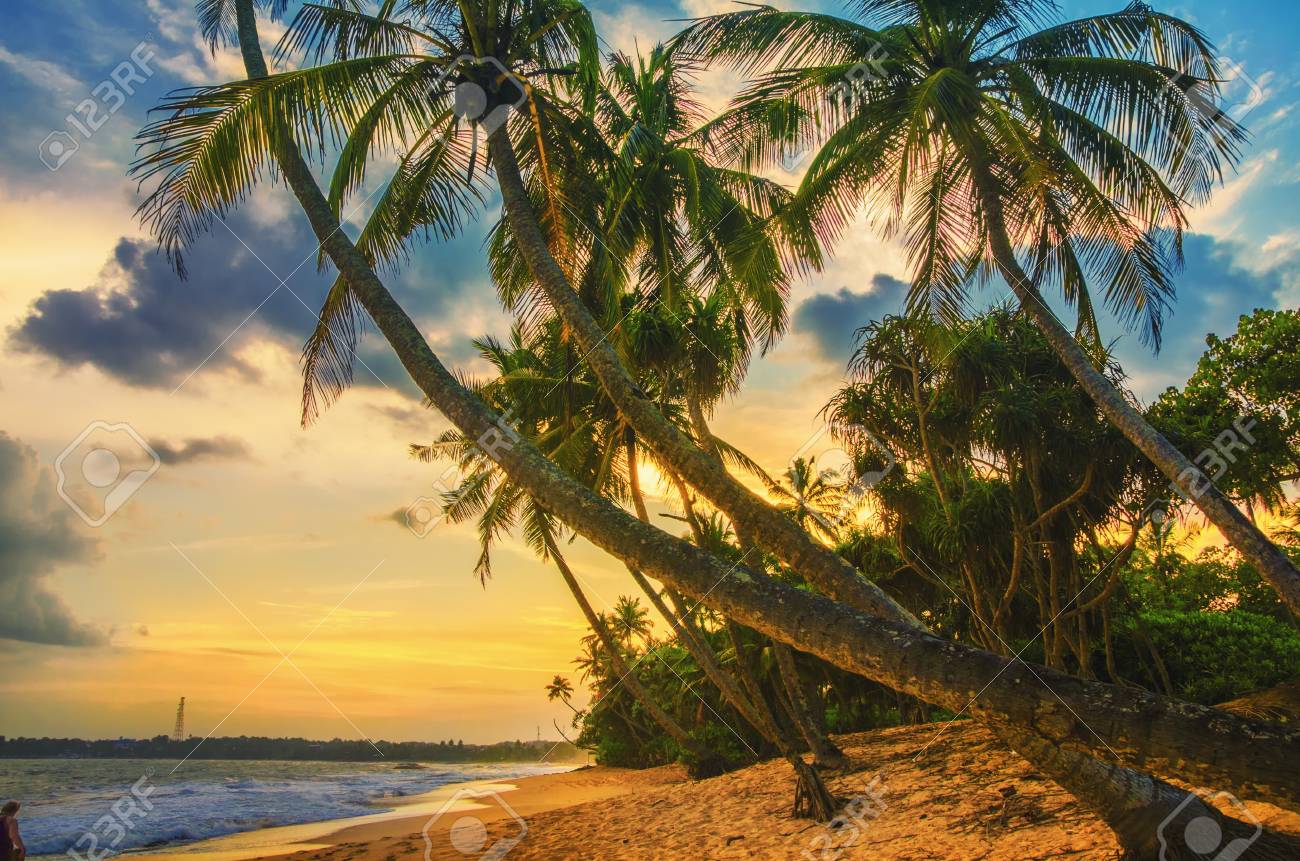 Palm And Tropical Beach.Tropical Beach In Sri Lanka.Sunset On The Beach. Tropical Holiday Banner. Stock Photo, Picture and Royalty Free Image. Image  100805003., image size:1300x861