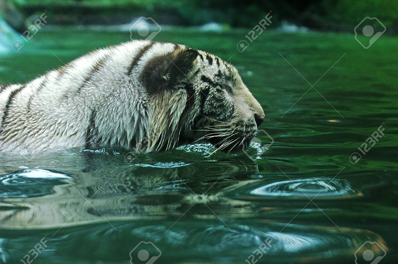 ホワイトタイガー サファリ公園 東ジャワ インドネシアでの水で水遊び の写真素材 画像素材 Image