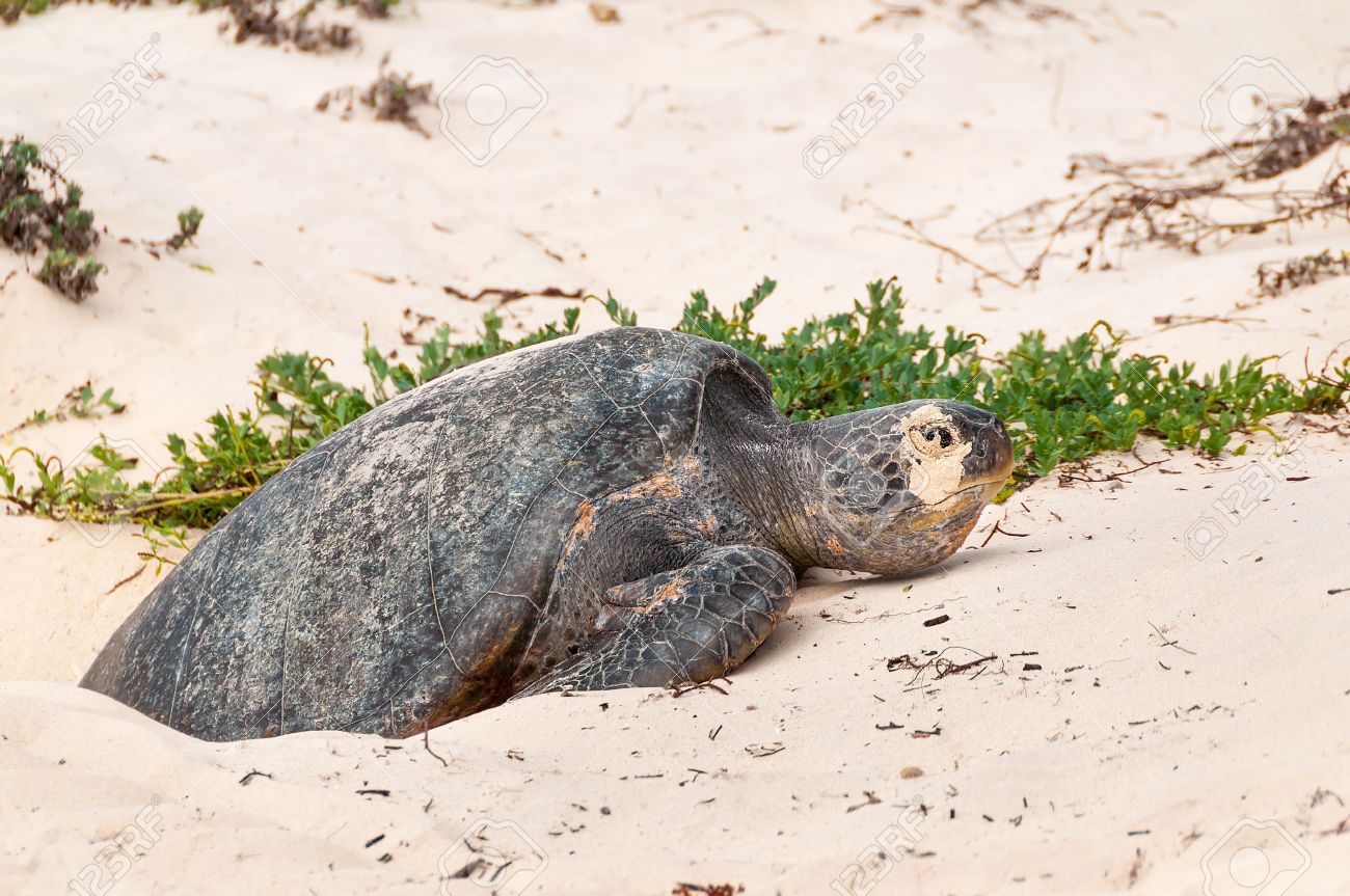 ガラパゴスのアオウミガメ産卵卵フロレアナ プンタ 島のビーチ の写真素材 画像素材 Image ガラパゴスのアオウミガメ産卵卵フロレアナ プンタ 島のビーチ の写真素材 画像素材 Image
