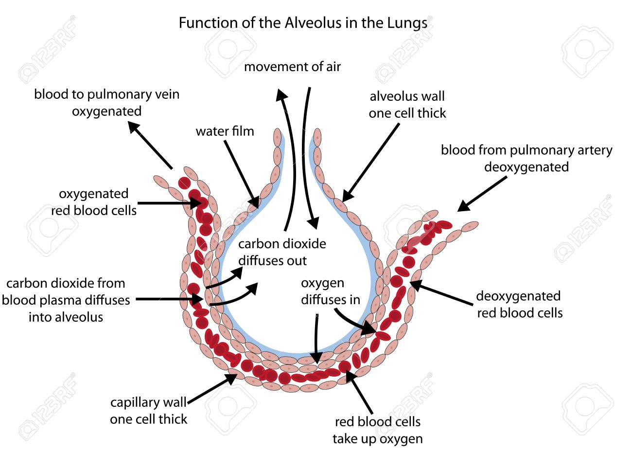 Fully labelled diagram of the alveolus in the lungs showing gaseous exchange. - 51447034 Fully labelled diagram of the alveolus in the lungs showing gaseous exchange. - 51447034