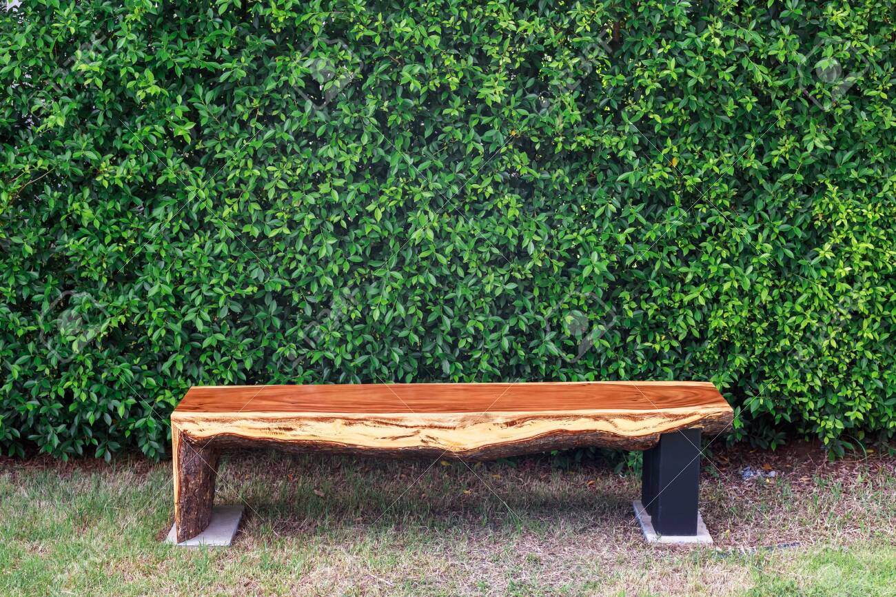 Log bench in the garden placed at the banyan tree bush wall