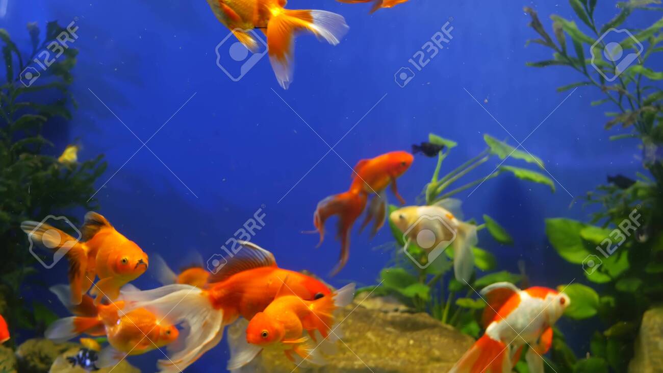 Diversity Of Tropical Fishes In Exotic Decorative Aquarium Assortment Stock Photo Picture And Royalty Free Image Image 153112844