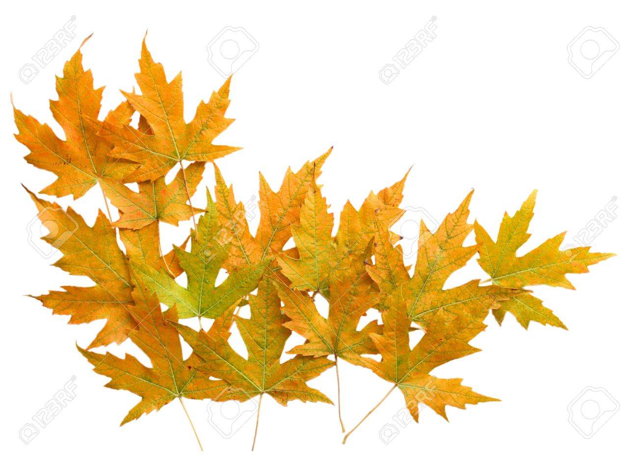 Autumn Silver Maple Leaves Isolated For Background Stock Photo Picture And Royalty Free Image Image 424