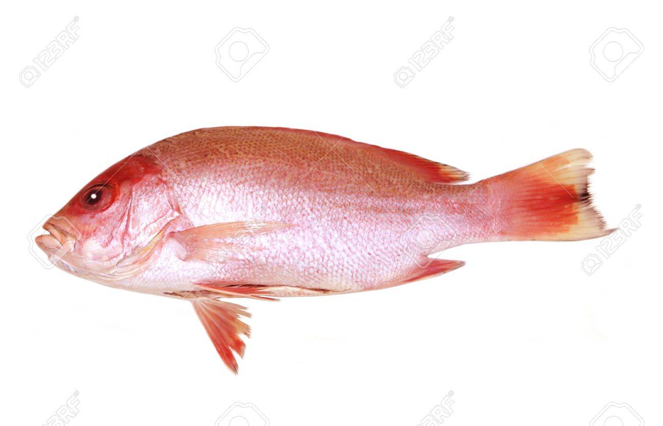 赤い魚の写真素材・画像素材 Image 4282328