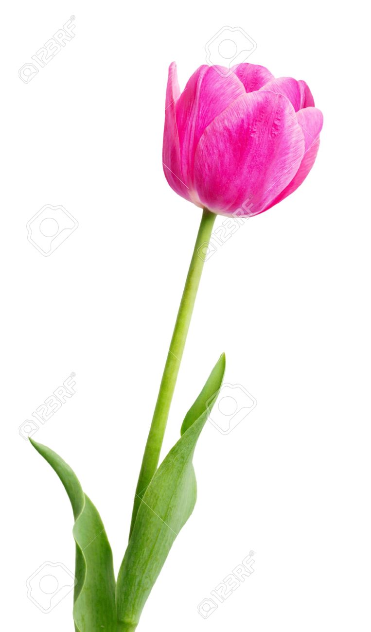 single early pink tulip flower isolated on white stock photo