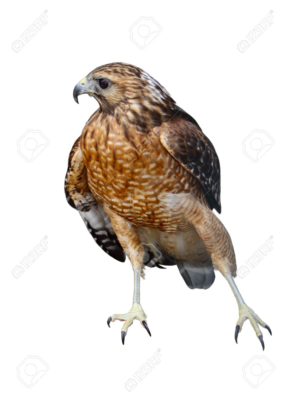 A Red-tailed Hawk (Buteo Jamaicensis) Bird Isolated On White Background  正版图像123RF中国- 高质量免版税图像库. Image 27541786