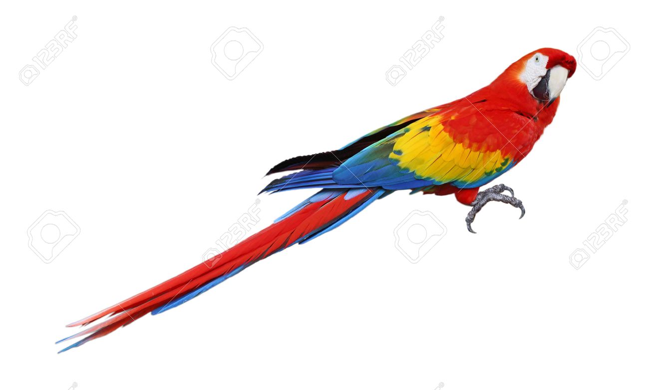 Todo El Pájaro Loro Aislado En Fondo Blanco Fotos, Retratos, Imágenes Y  Fotografía De Archivo Libres De Derecho. Image 34659603.