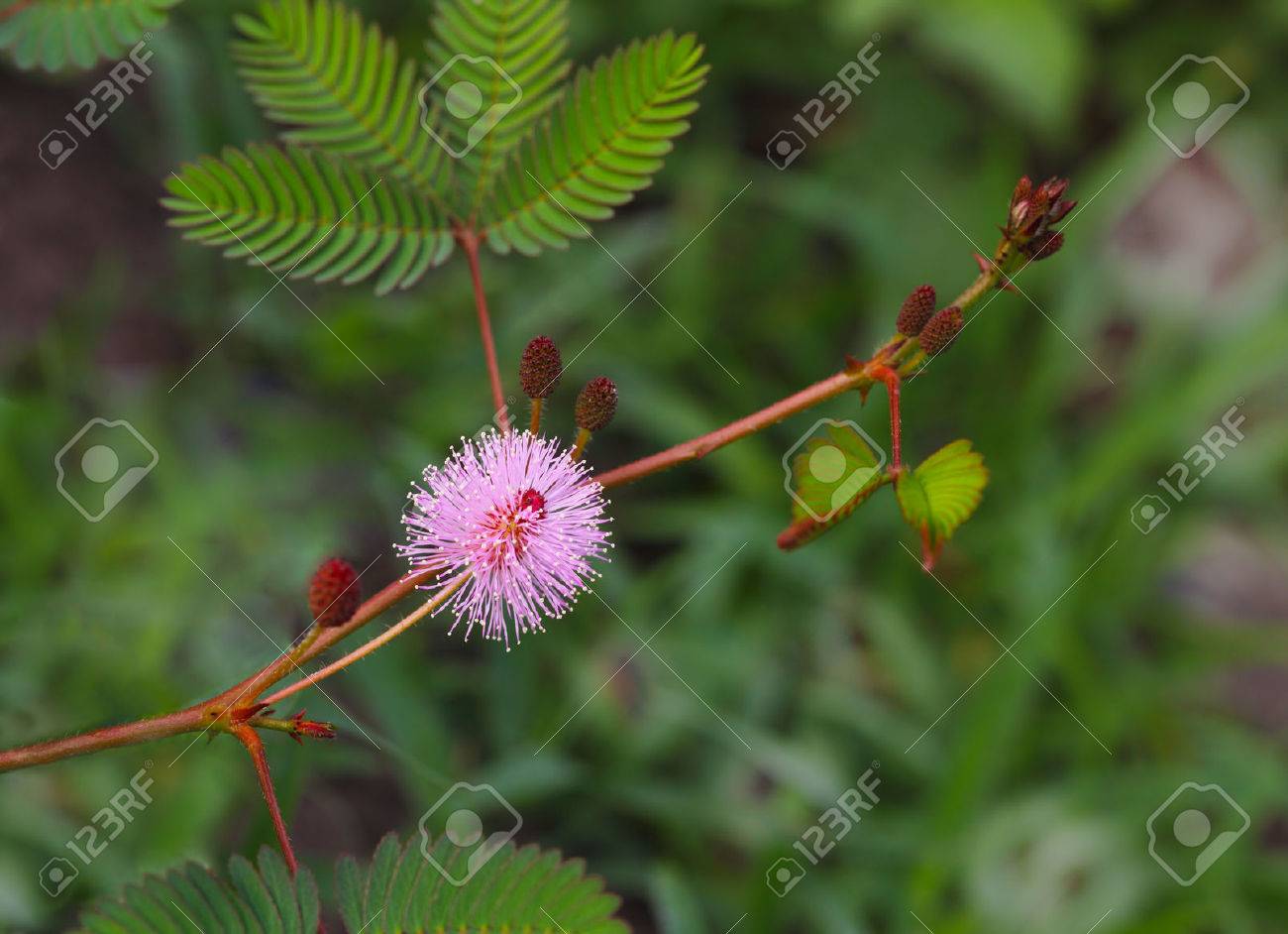 ピンクのミモザ Pudica Diplotriccha 眠そうな野生の花の植物の写真