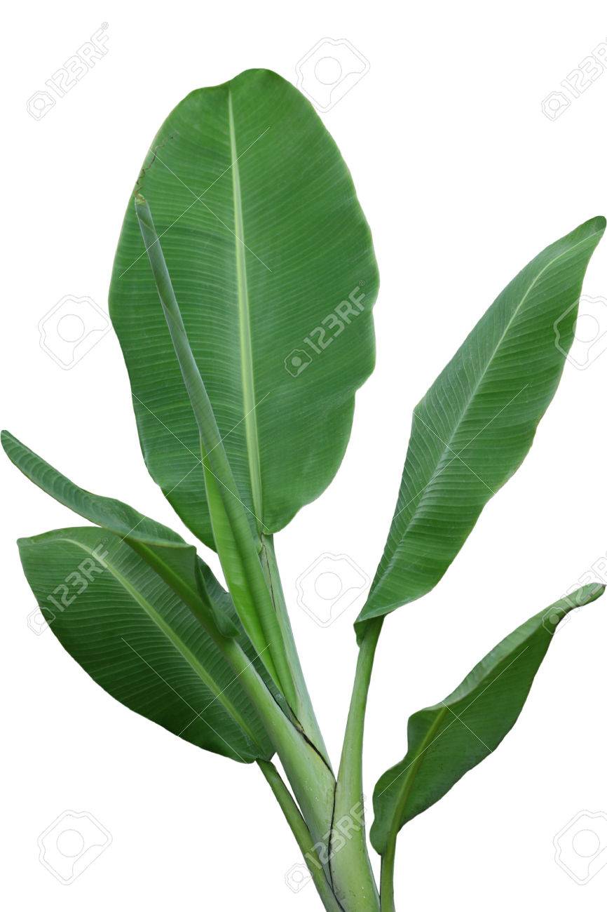 Musa Acuminata Sumatrana Banana Leaves Plant Isolated On White Stock Photo Picture And Royalty Free Image Image Musa Acuminata Sumatrana Banana Leaves Plant Isolated On White Stock Photo Picture And Royalty Free Image Image