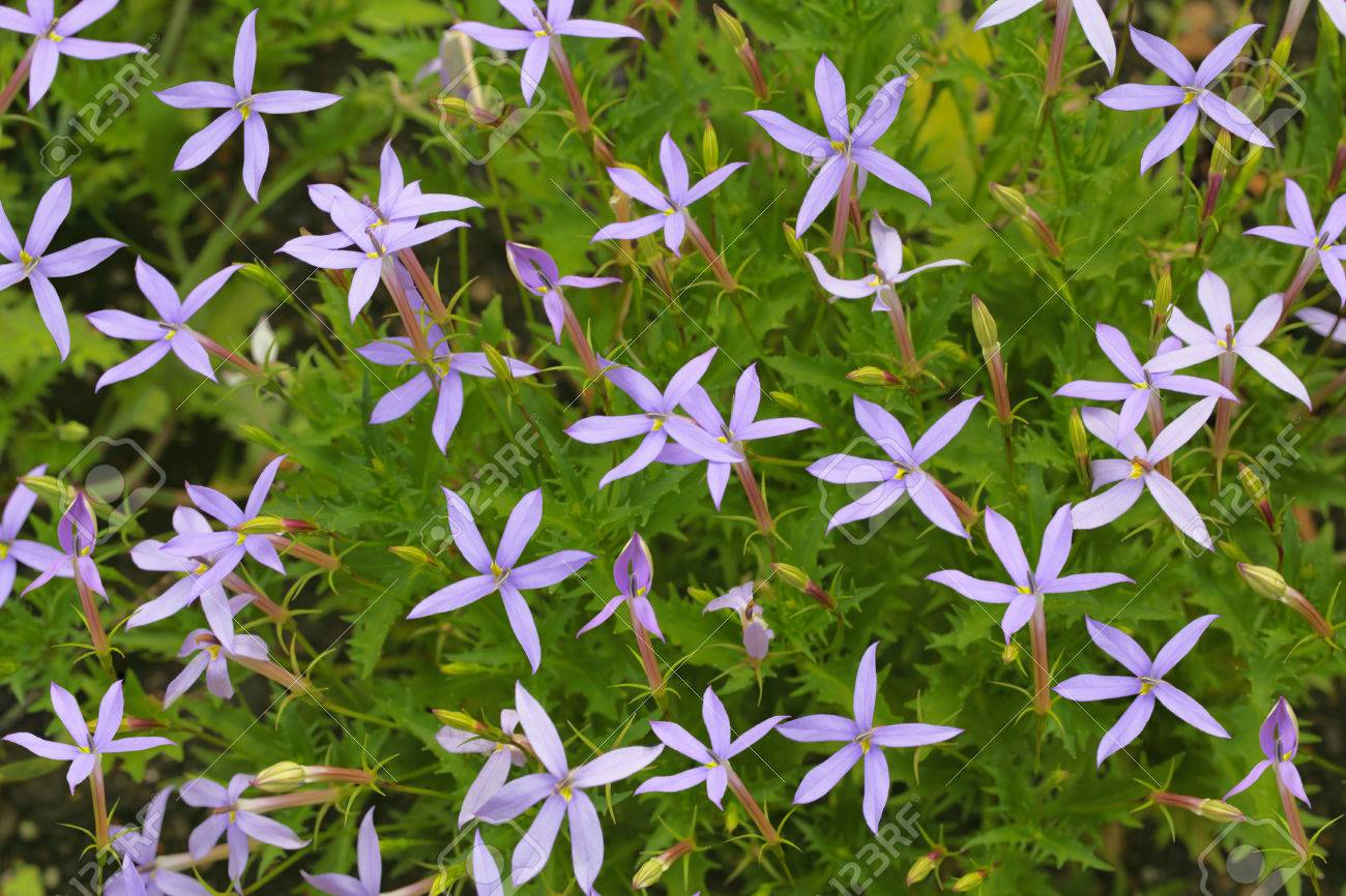 Five Petals Purple Flower Jasmin Shaped And Runcinate Leaves In The Garden Stock Photo Picture And Royalty Free Image Image