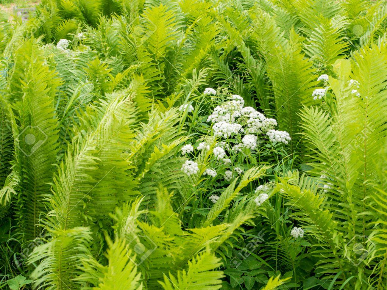 水滴や白い花とシダの葉 の写真素材 画像素材 Image