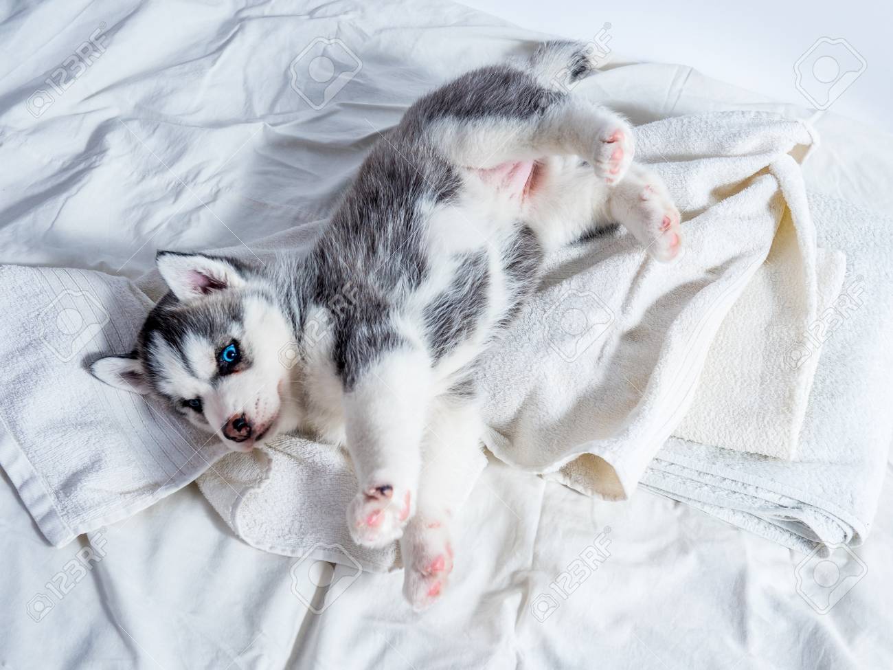 Cute Siberian Husky Puppy With Blue Eyes Stock Photo Picture And