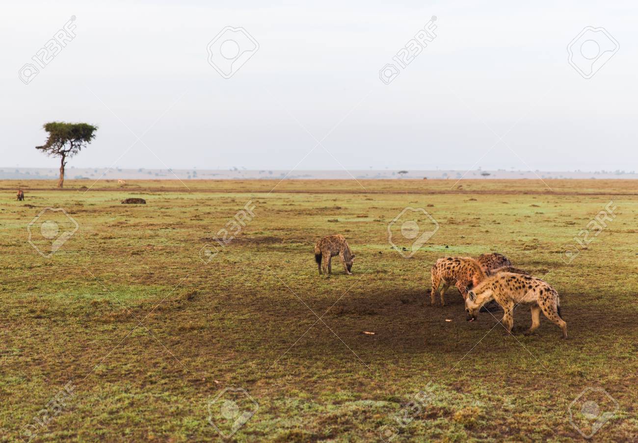 アフリカのサバンナのハイエナの一族 の写真素材 画像素材 Image
