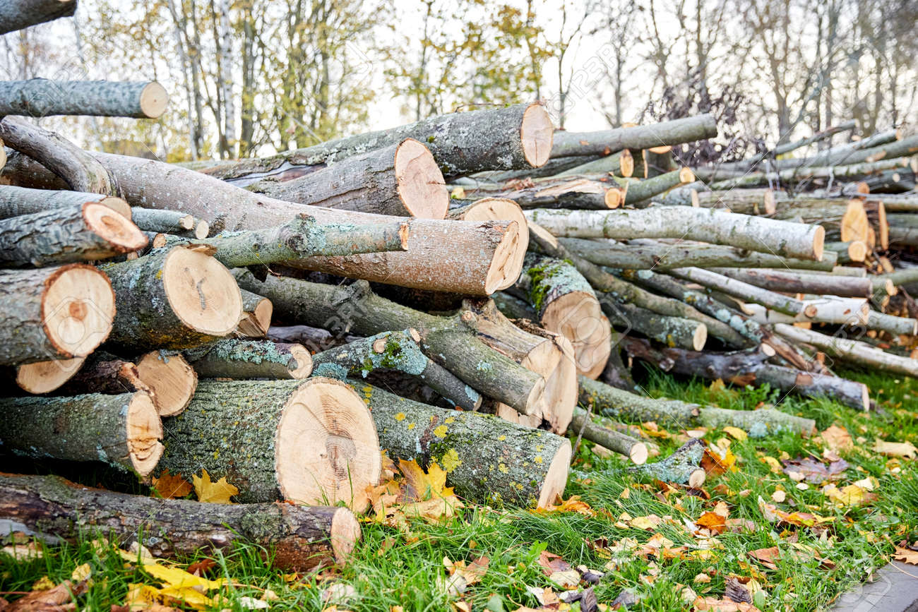 trunks of felled trees or logs outdoors in autumn - 169973051 trunks of felled trees or logs outdoors in autumn - 169973051