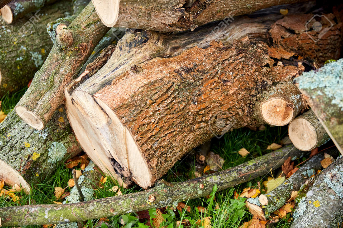 trunks of felled trees or logs outdoors in autumn - 169972363 trunks of felled trees or logs outdoors in autumn - 169972363