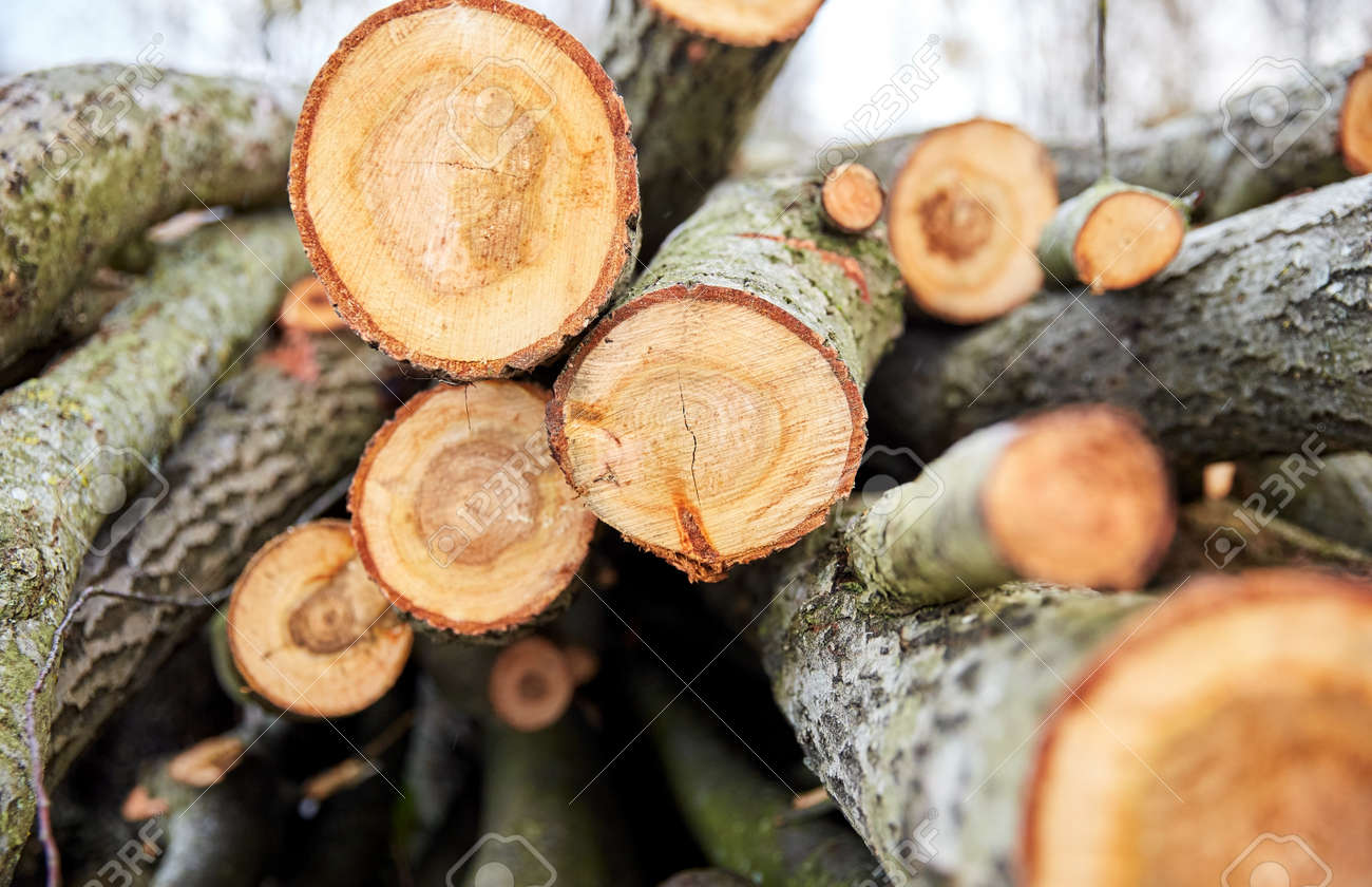 trunks of felled trees or logs outdoors in autumn - 169966429 trunks of felled trees or logs outdoors in autumn - 169966429