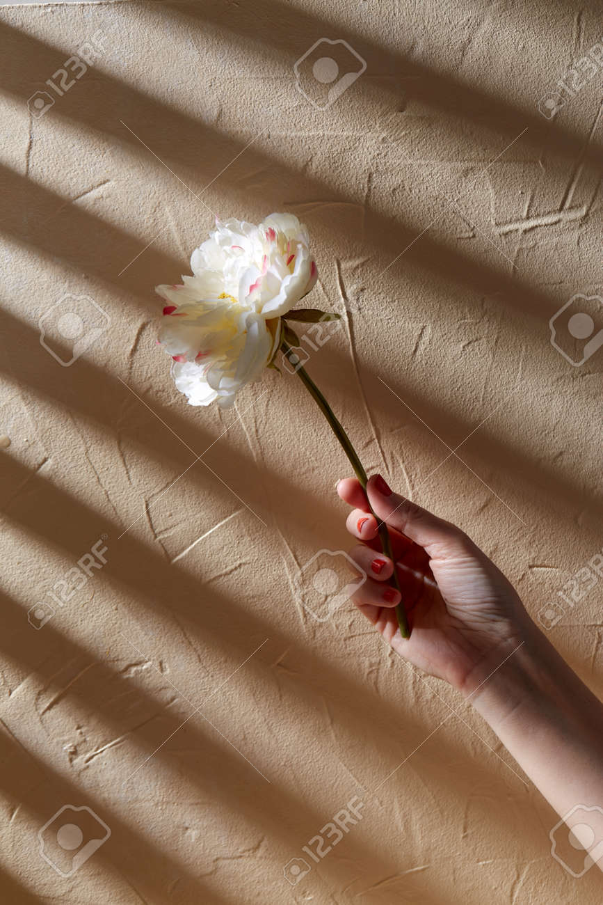 hand holding white flower over beige background - 169965973 hand holding white flower over beige background - 169965973
