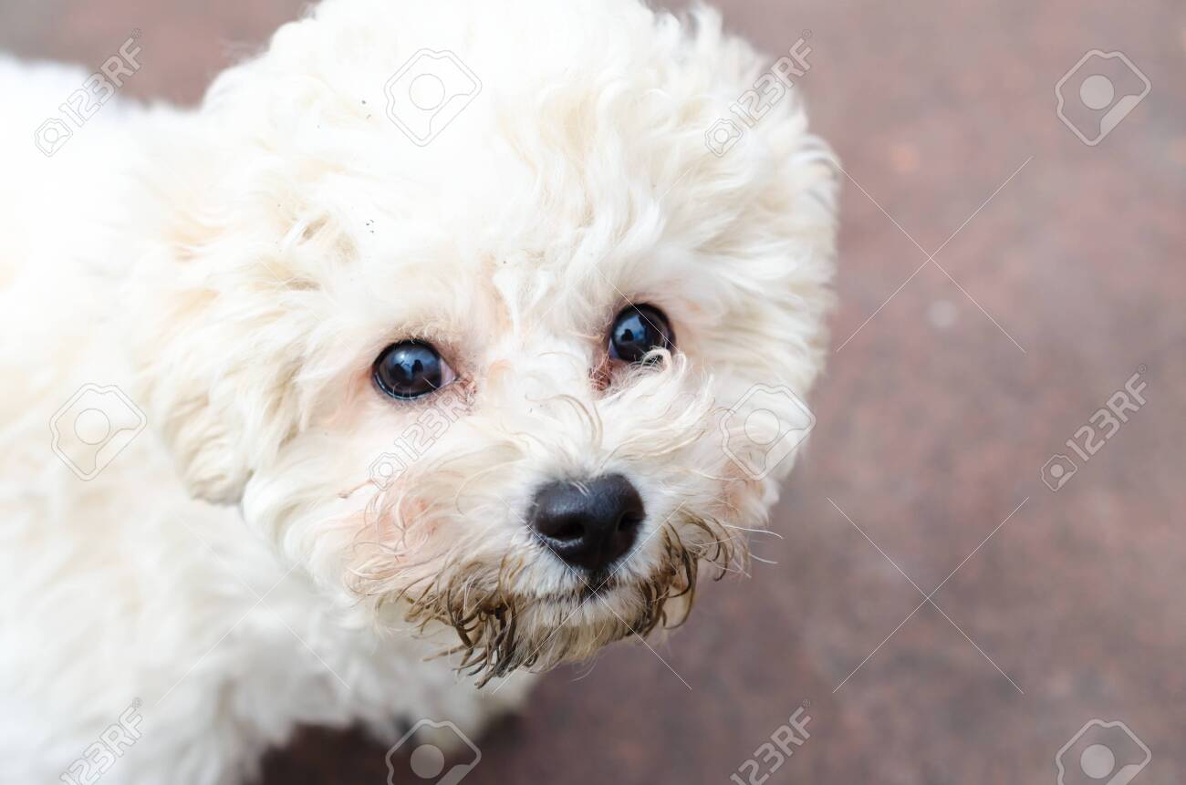 bichon free puppies