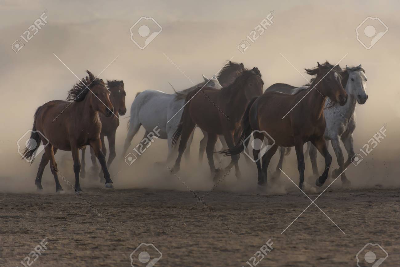 running horses freedom stock photo picture and royalty free image