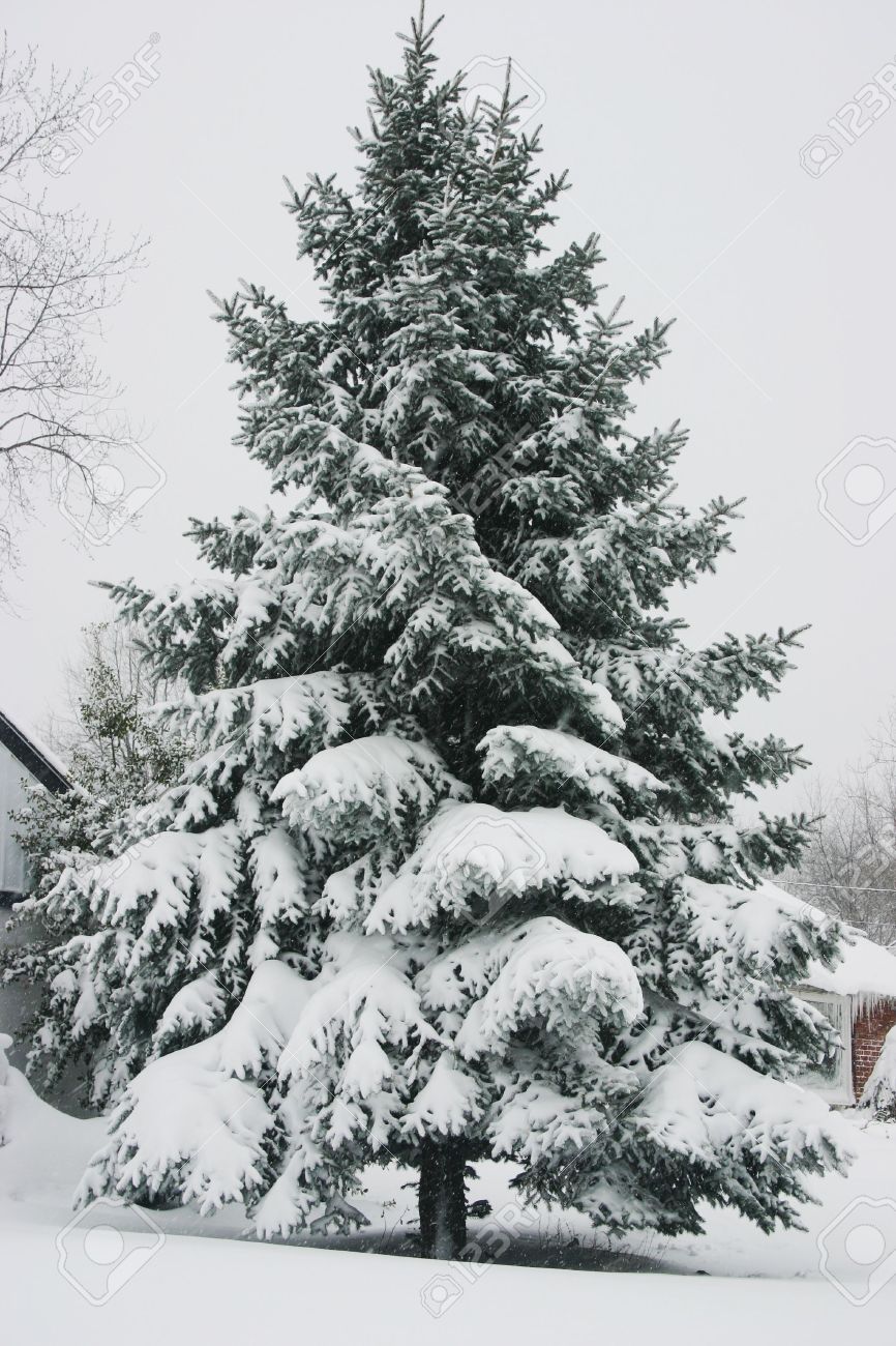 pine tree tops covered in snow stock photo picture and royalty free