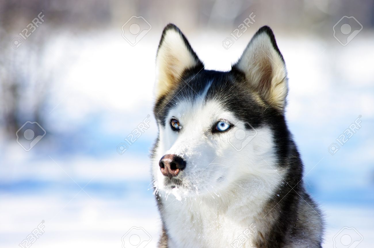 chukchi husky