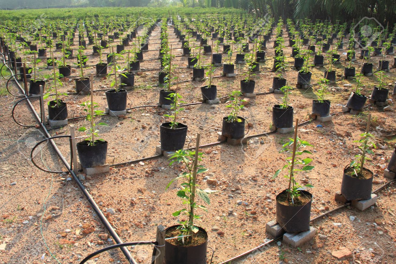 西マレーシアの農場で成長有機唐辛子 の写真素材 画像素材 Image