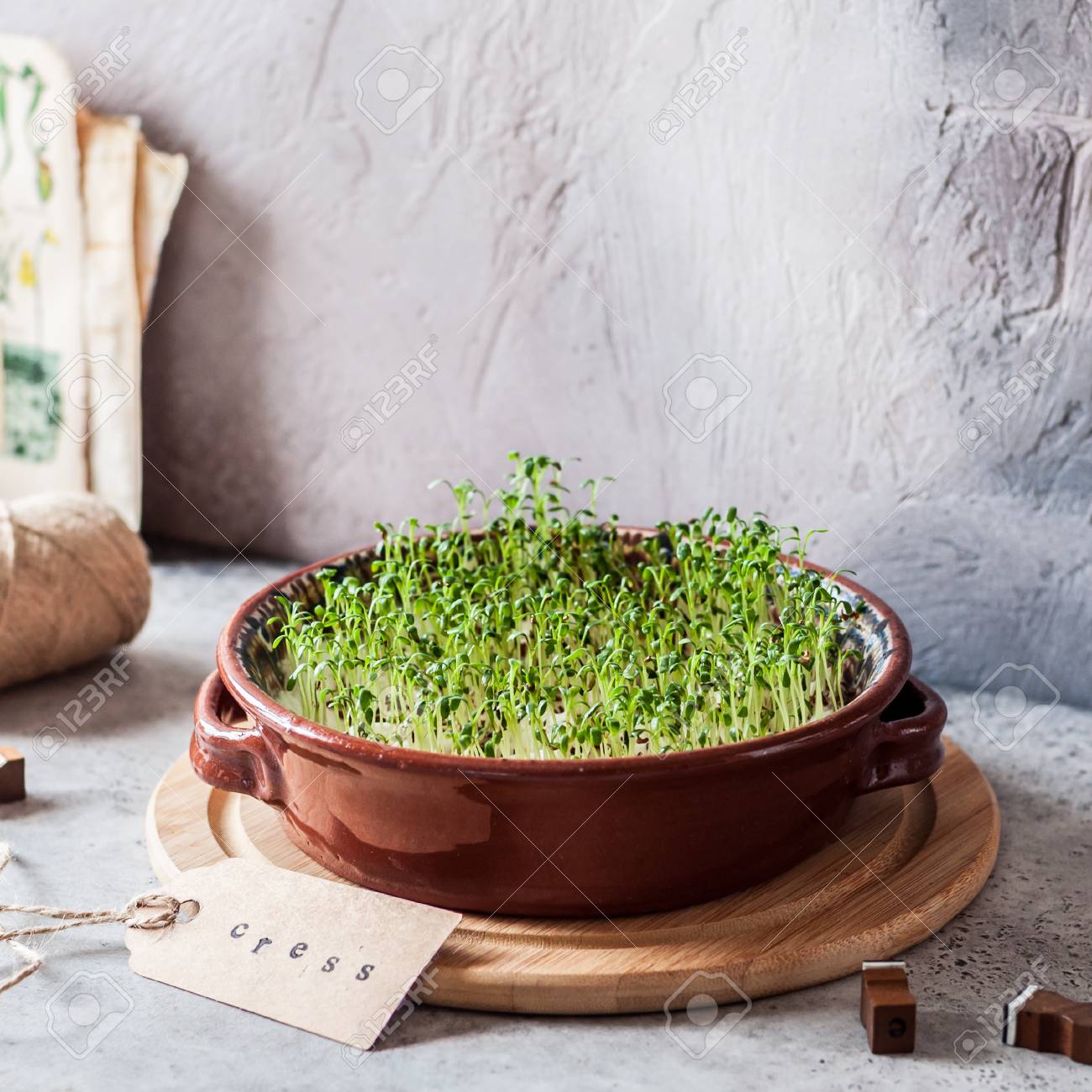 Growing Micro Greens, Sprouting Cress Salad Seeds - 121955047 Growing Micro Greens, Sprouting Cress Salad Seeds - 121955047