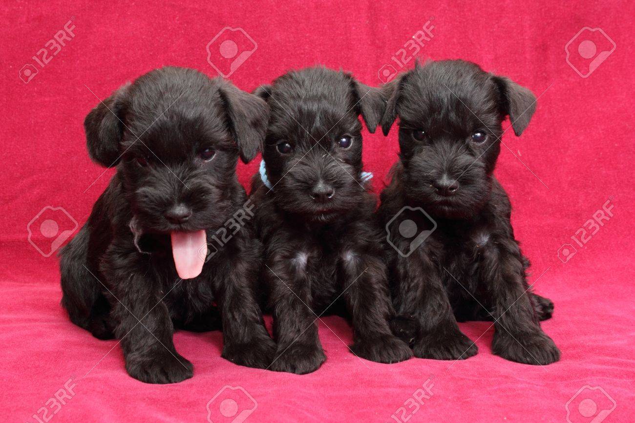 free schnauzer puppies