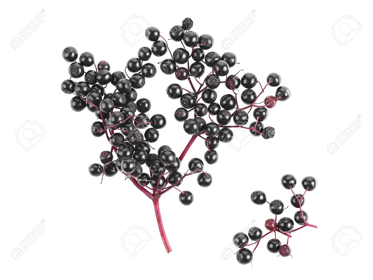 European black elderberry fruit - fresh berries on branch isolated on a white background. Top view. - 151071145 European black elderberry fruit - fresh berries on branch isolated on a white background. Top view. - 151071145