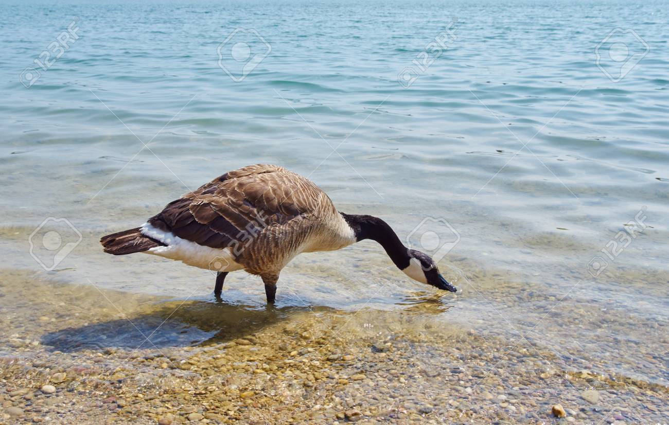 canada goose brine canada goose brine