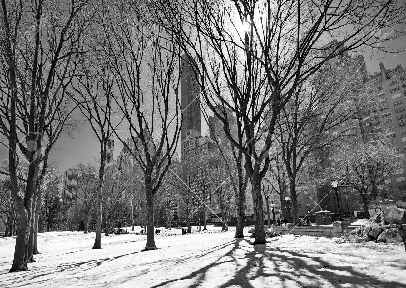 Naked Trees In Central Park, New York City After A Winter Storm With The  City's Buildings In The Background And The Sun Shining Through The Trees -  Black And White Stock Photo,, image size:1300x924