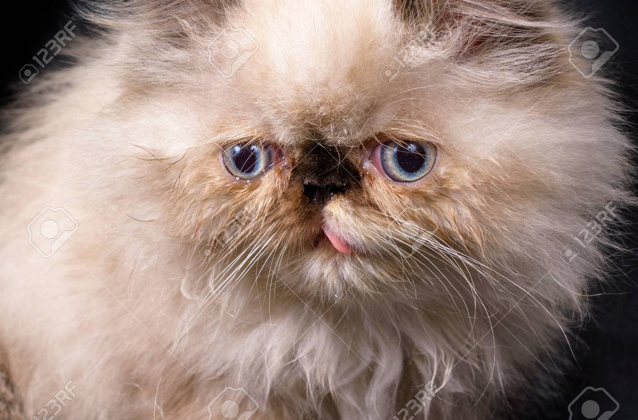 Extreme Close Up Of A Young Two Month Old Blue Point Himalayan Persian Kitten On A Black Background Stock Photo Picture And Royalty Free Image Image Extreme Close Up Of A Young Two Month Old Blue Point Himalayan Persian Kitten On A Black Background Stock Photo Picture And Royalty Free Image Image