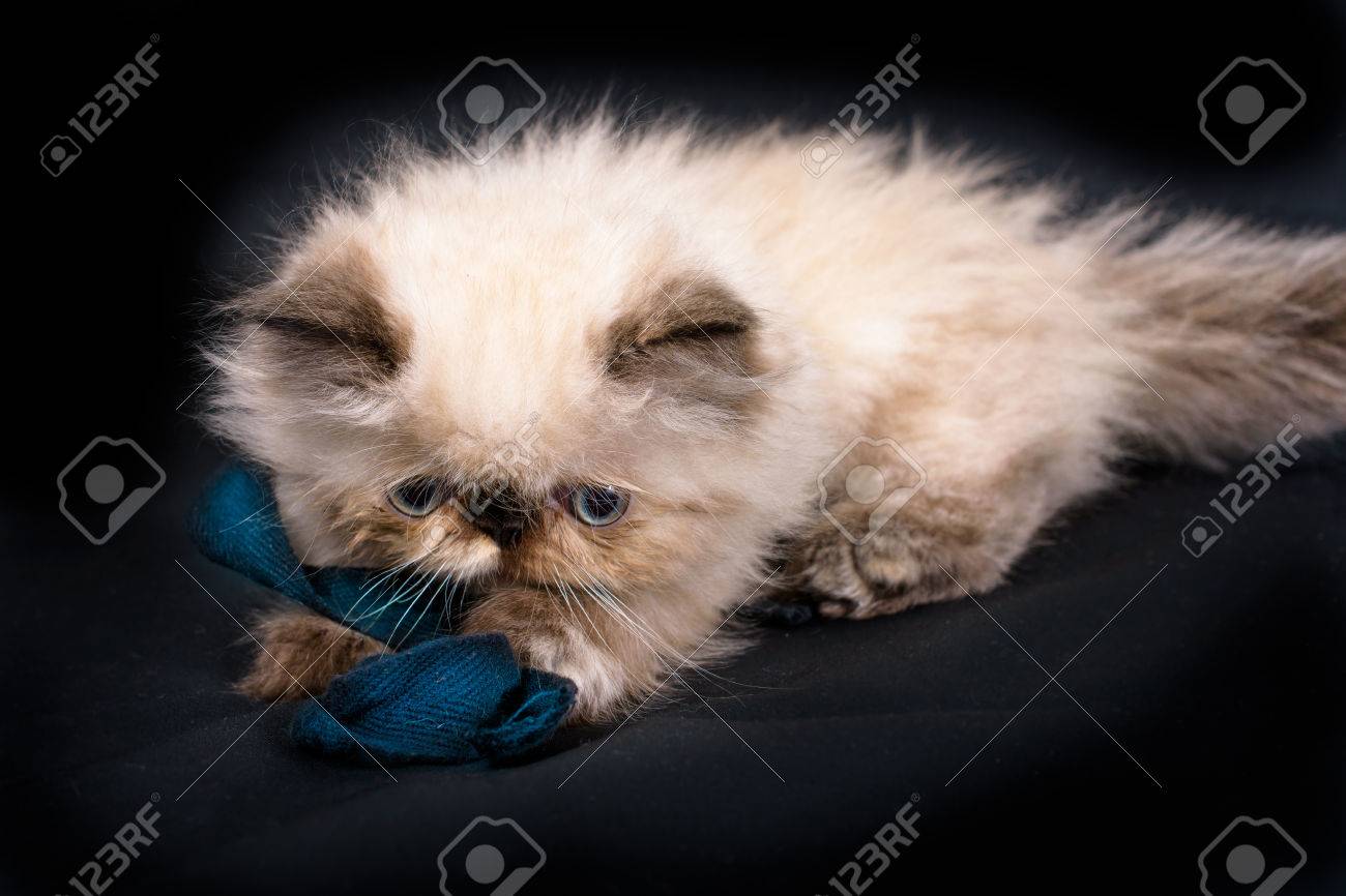 blue point persian