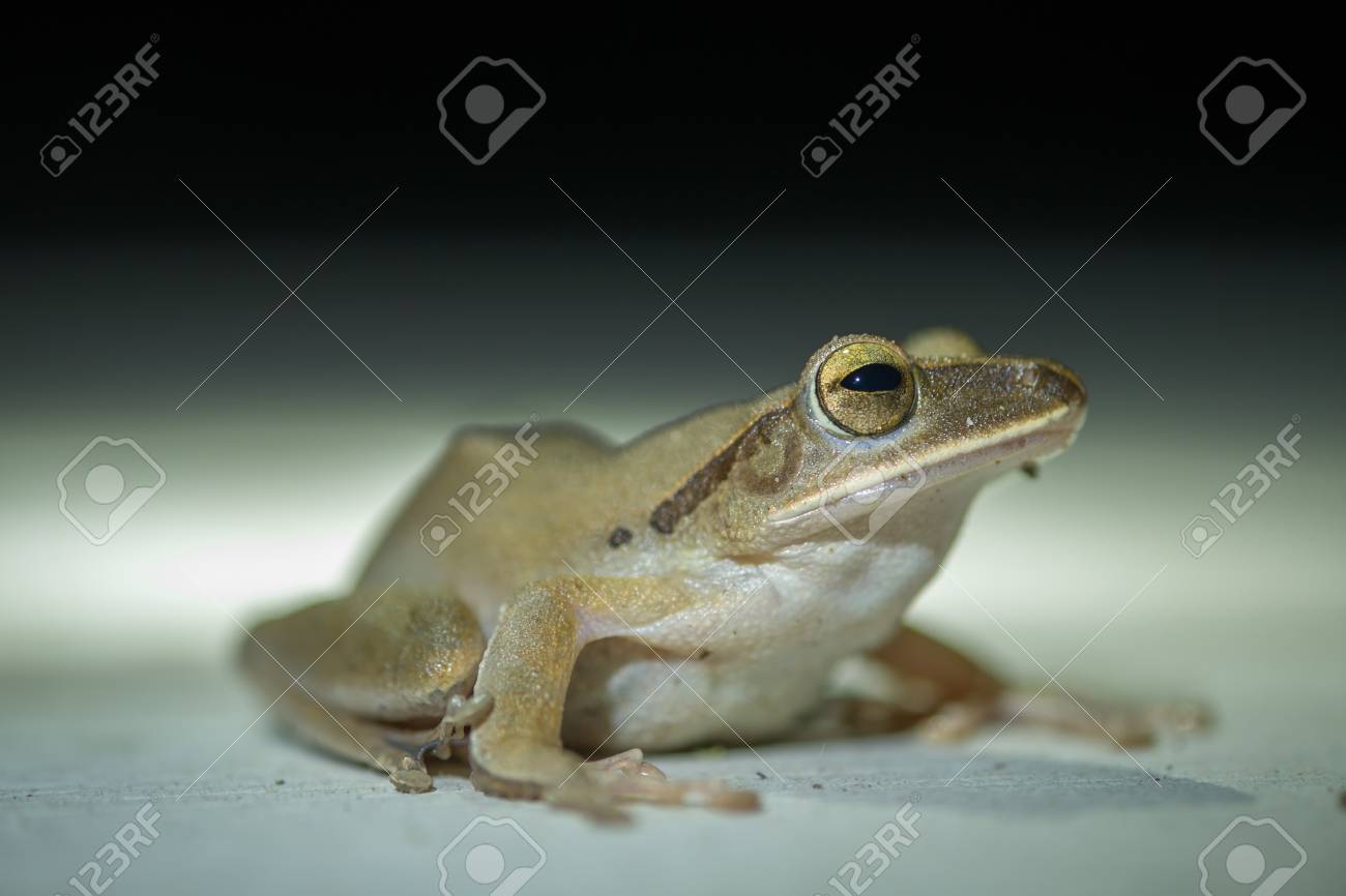 etiam-dictum-ipsum-a-felis