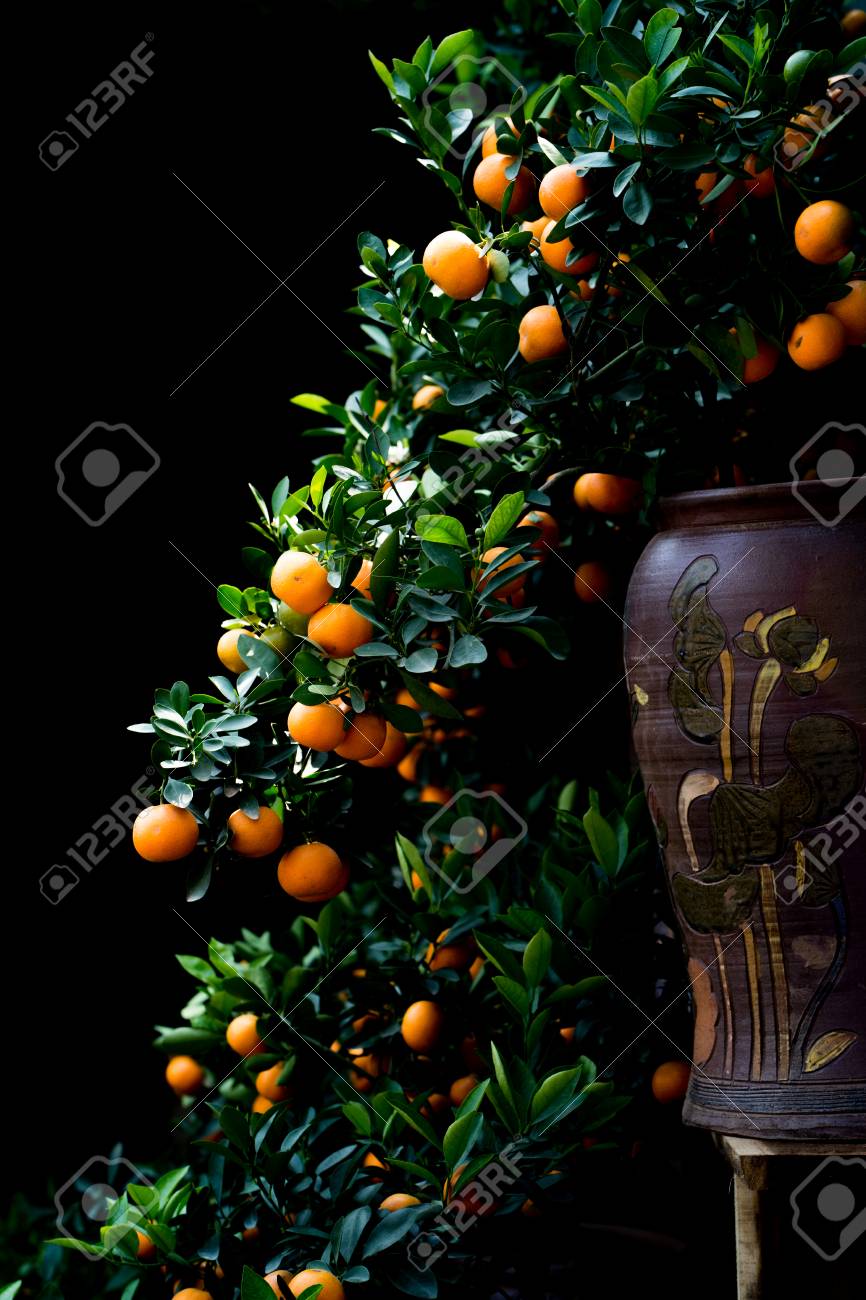 Kumquat Tree Put On The Vase As A Bonsai Tree For Tet Holiday In Vietnam Stock Photo Picture And Royalty Free Image Image 94999696