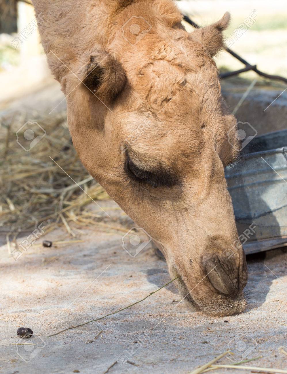 ラクダ顔 の写真素材 画像素材 Image